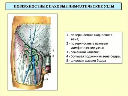 Болит лимфоузел в паху у женщины