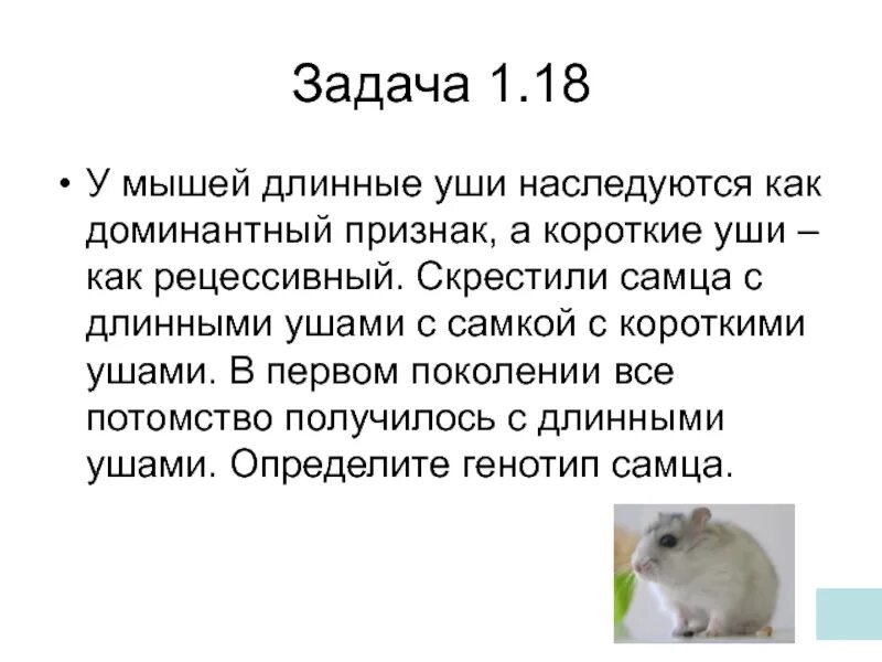 Задача про мышей. Длинные уши у мышей доминантный признак. У мышей длинные уши наследуются. Мышь с длинными ушами. Доминантный признак длинные уши рецессивный признак короткие уши.