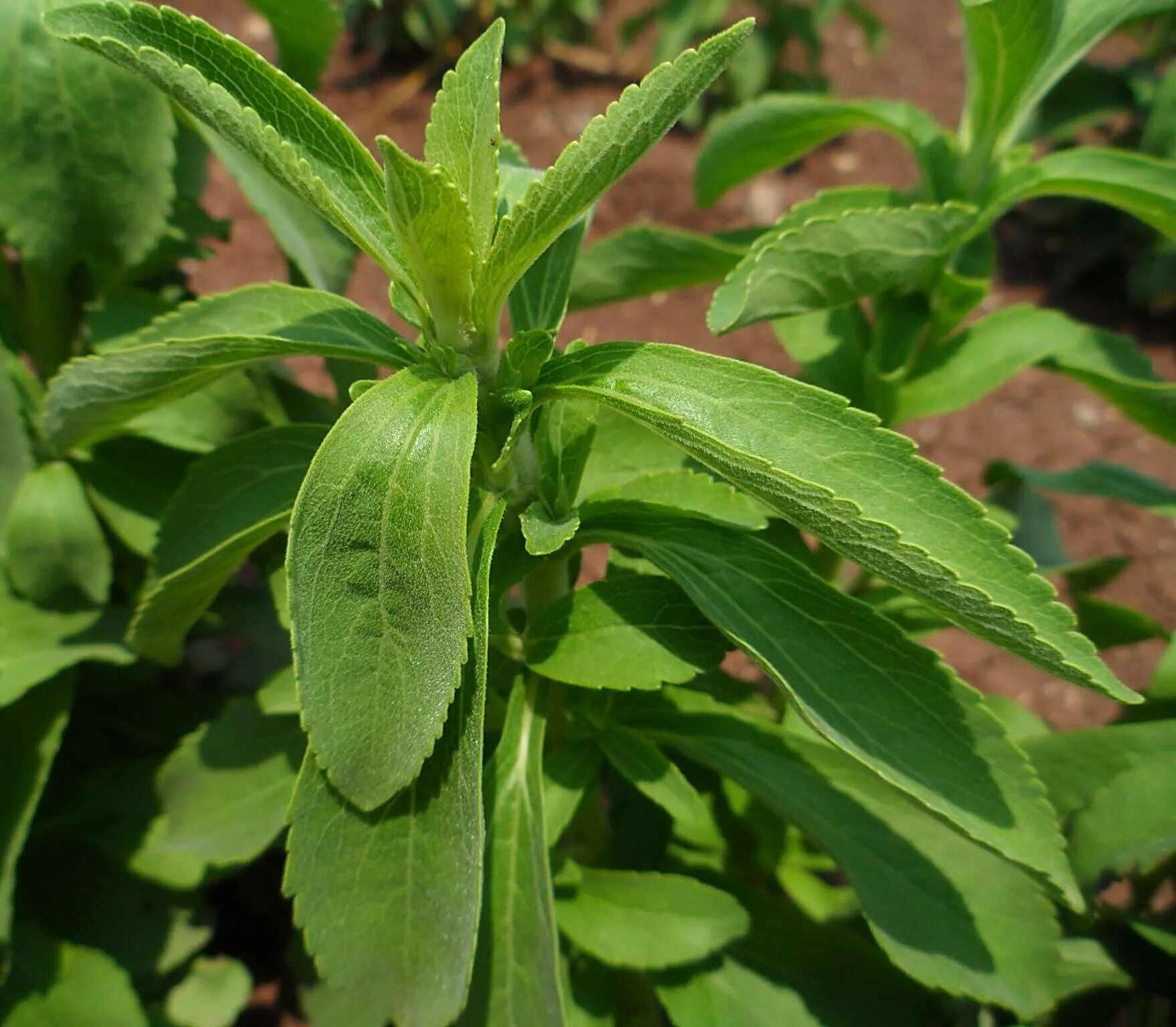 Стеви. Stevia rebaudiana. Стевия растение. Стевия куст. Stevia rebaudiana Bertoni.