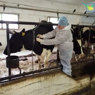 Диагностика крс