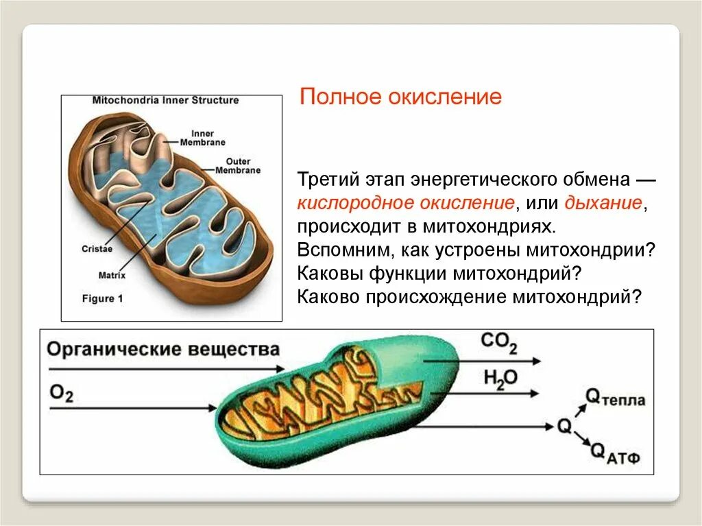 Последовательность образования атф в митохондриях. Митохондрии функции. Происхождение митохондрий. Строение митохондрии. Обмен веществ в митохондриях.