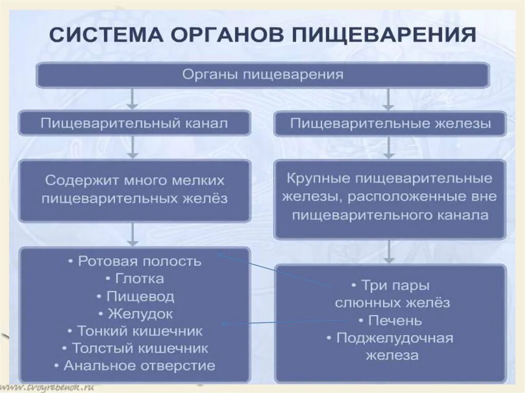 Системы человека таблица. Строение и функции пищеварительной системы таблица. Система органов пищеварения таблица. Функции органов пищеварительной системы человека таблица. Строение и функции органов пищеварительной системы таблица.