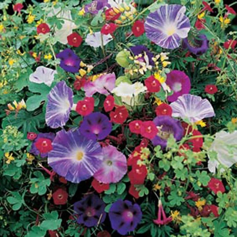 ипомея звездная. ипомея и петуния разница между ними. ипомея и петуния разница между ними. вьюн ипомея. ипомея вьюнковая.