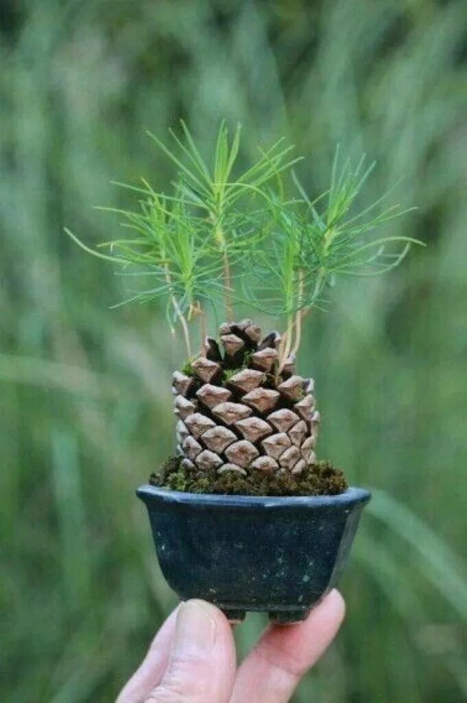 Как посадить семена ели в домашних условиях. Pinus pinea орехи. Pinus pinea шишки. Хвойник кедр Сибирский. Pinus pinea Bonsai.