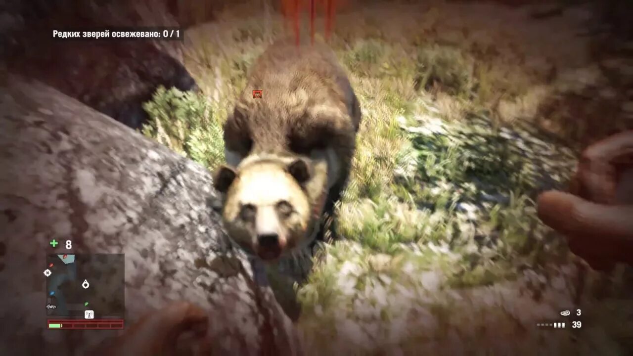 Медведь чизбургер far cry 5. Фар край 3 охота. Far cry 3 медведь. Фар край примал большая охота. Far cry 3 медведь.