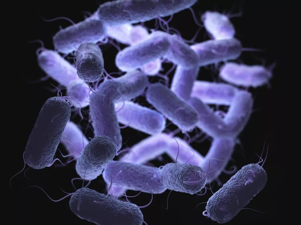 Микроорганизмы enterobacteriaceae. Протеи бактерии микробиология. бактерии семейства enterobacteriaceae. клебсиелла синегнойная палочка.