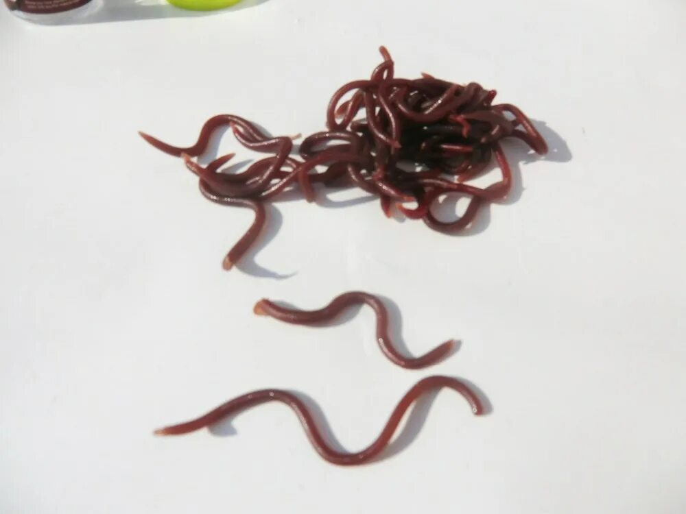 Красные черви гельминты. Новые черви