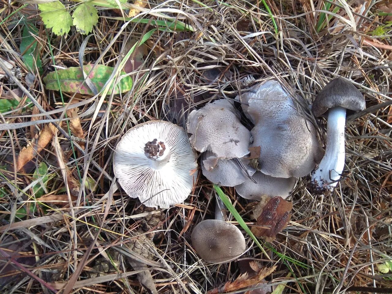 Как выглядят грибы серухи Груздь сосочковый (Lactarius mammosus) фото и описание