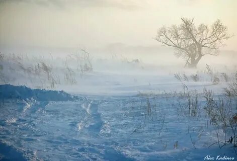 Пятый день несло непроглядной вьюгой