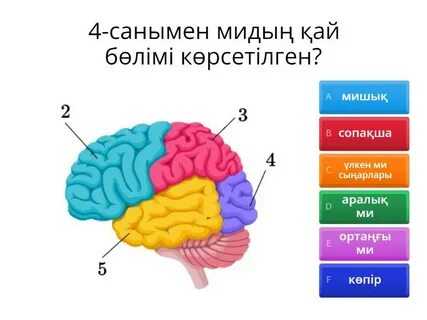 Трансексуалдың үстемдігі порно