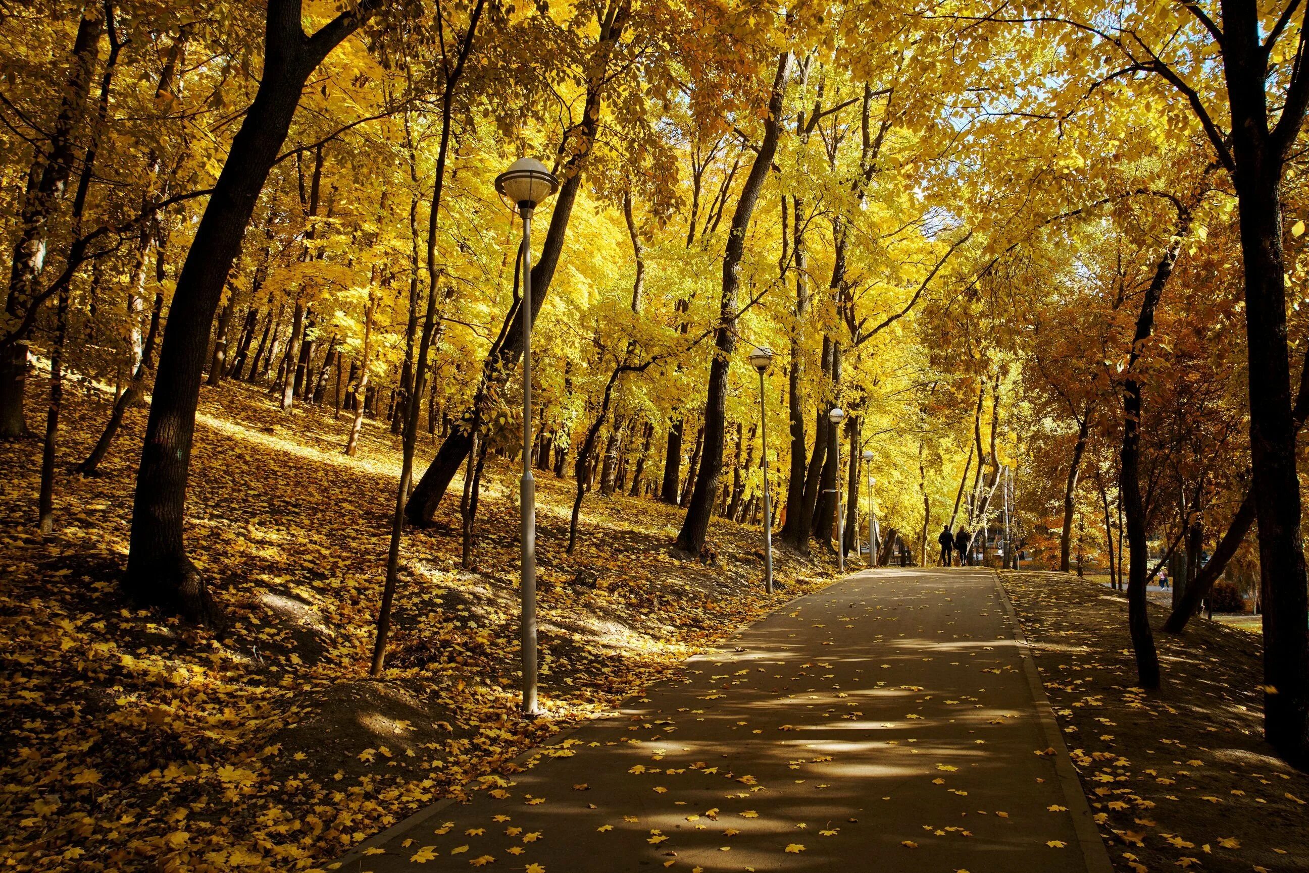 Золотая осень воронеж. Воронеж петровский сквер осень. Парк воронеж схи осень. Город воронеж осенью. Золотая осень воронеж.