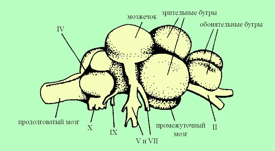 Размер мозга рыбы. Промежуточный мозг у рыб. Промежуточный мозг мозга рыб. Отделы головного мозга рыбы. Строение головного мозга рыбы.