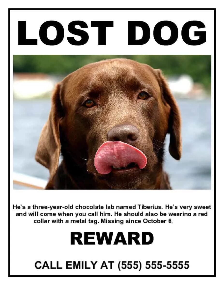 The Lost Dog. Missing Dog. The Dog is Lost. Lost Dog ads.