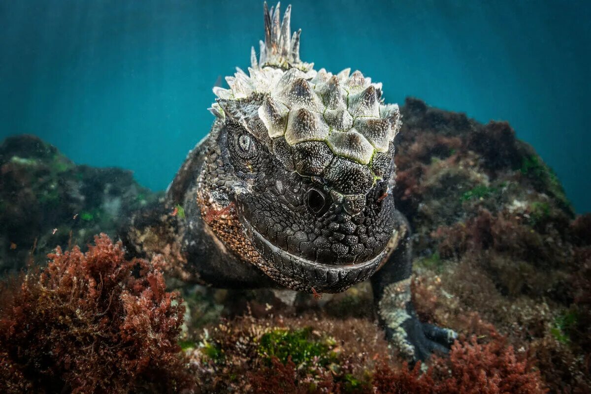 удивительные животные океанов. удивительные животные океанов. морские обитатели. подводные обитатели океана. удивительные животные океанов.