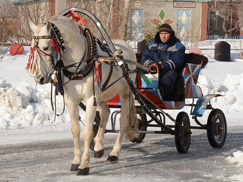 Тарантас из аула. Повозка на лошади масленица. масленичный тарантас. катание на лошадях с тележкой. лошадь в телеге под уздцы.