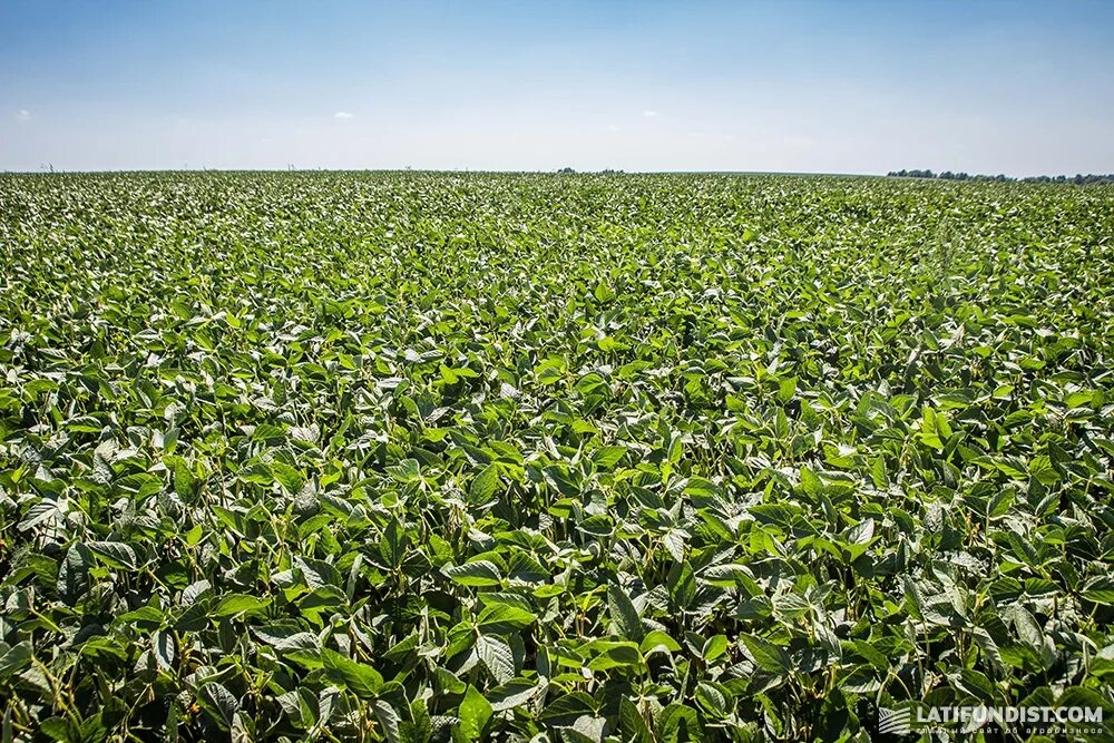 как выращивают сою