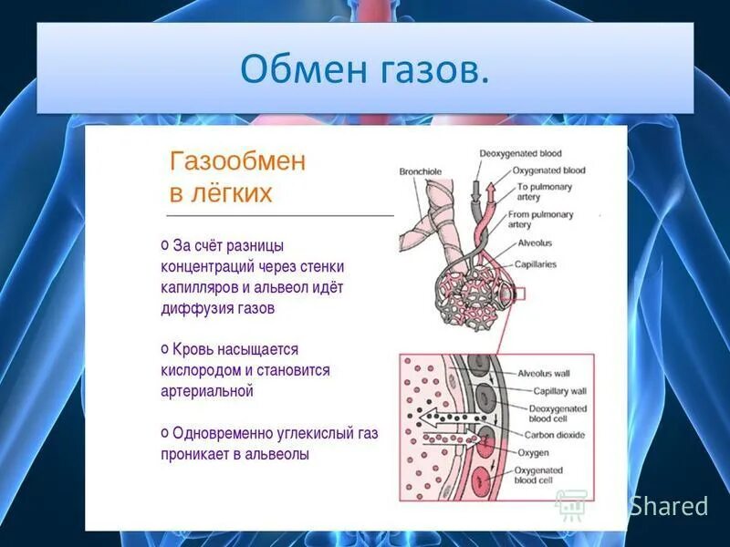 Капилляры и альвеолы легких функции. Механизм обмена газов в легких. Механизм обмена газов в легких физиология. Механизм легочного и тканевого газообмена. Процесс газообмена в легких.