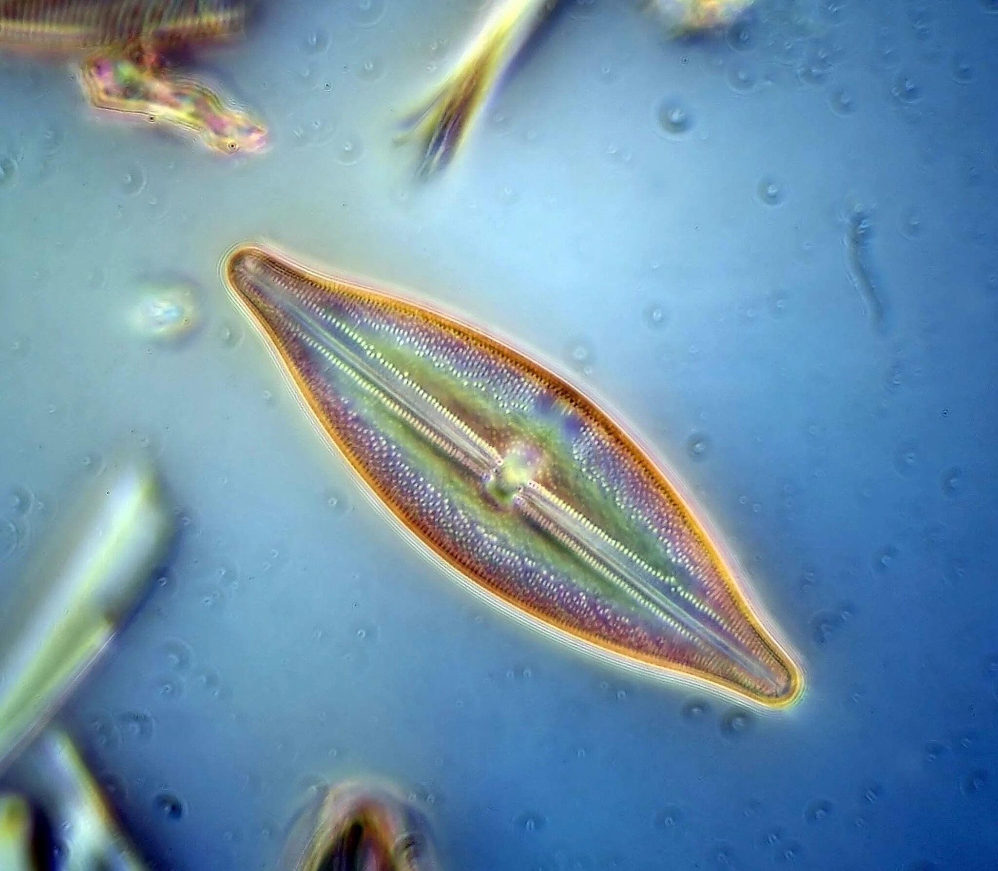 Планктон водоросли. Фитопланктон диатомовые водоросли. Диатомовые водоросли Байкала. Плевросигма водоросль. Диатомовые водоросли под микроскопом.