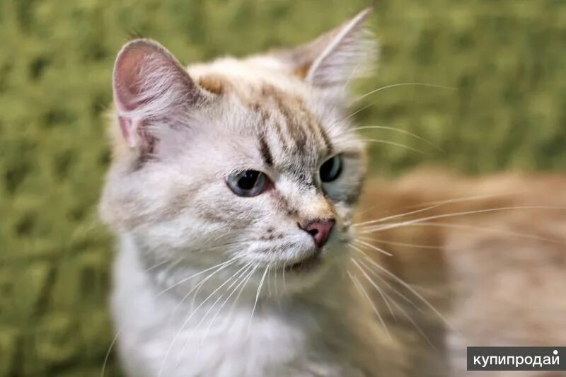 Кошечка красавица москвы. Котята ванильные. Кошка ванилька. Молодая кошка. Котенок и ваниль.