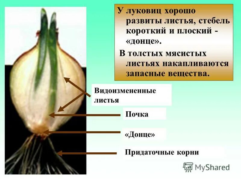 Строение луковицы побег 6 класс. Видоизмененные корни луковица тюльпана. Строение луковицы. Сочные чешуи луковицы лука функции. Внутреннее строение репчатого лука.