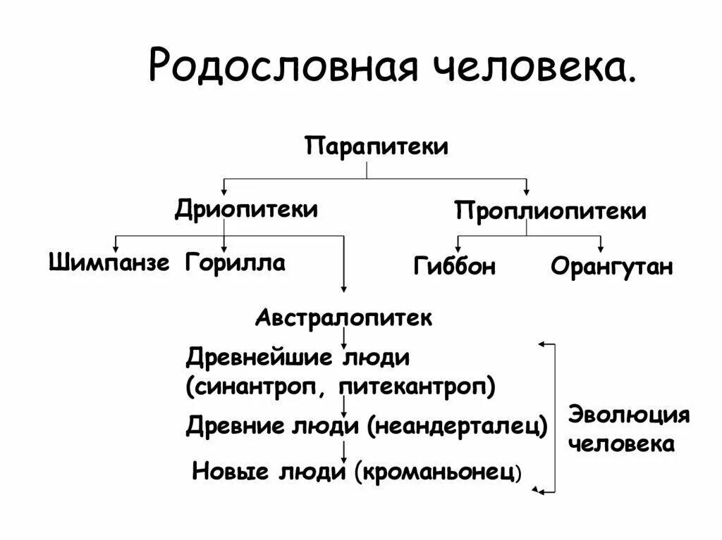 Родословная биология 11 класс