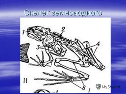 Скелет лягушки позвоночник