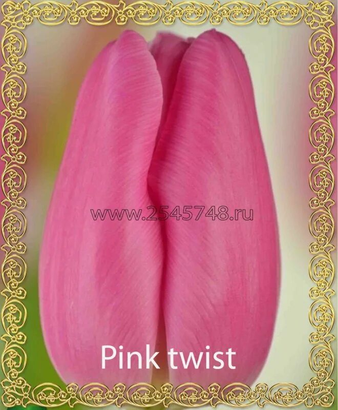 Tulip 'Pink Twist'
