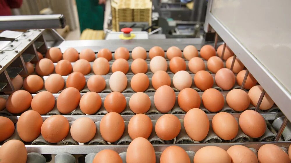 Egg москва. Egg москва. Egg мен. Danish poultry and egg. Egg москва.