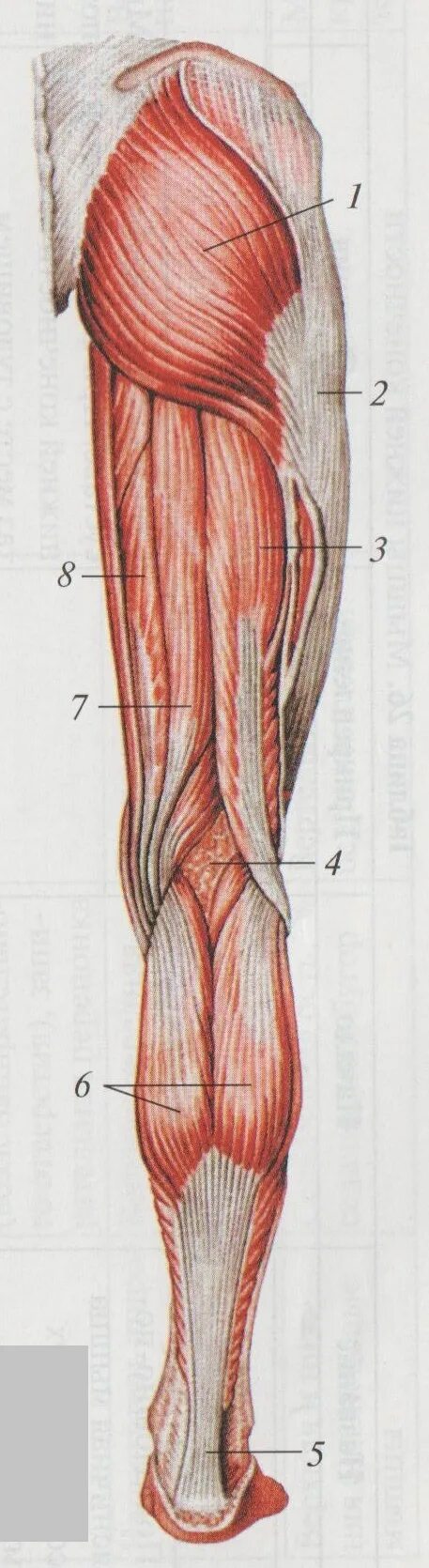 Сухожилие бедро задняя. Сухожилие подколенной мышцы анатомия. Фасция полусухожильной мышцы. Анатомия бедра мышцы и сухожилия. Сухожилие полуперепончатой мышцы.
