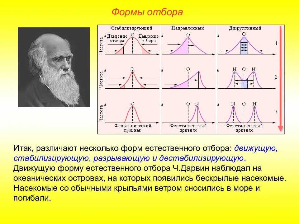 Движущий отбор проявляется. Движущий отбор проявляется