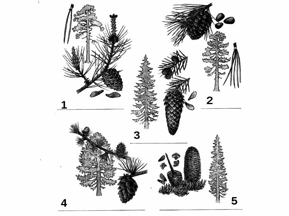 Семян хвойных рисунок. Голосеменные растения биология. Голосеменные хвойные. Голосеменные растения 5 класс биология. Хвойные растения задание.
