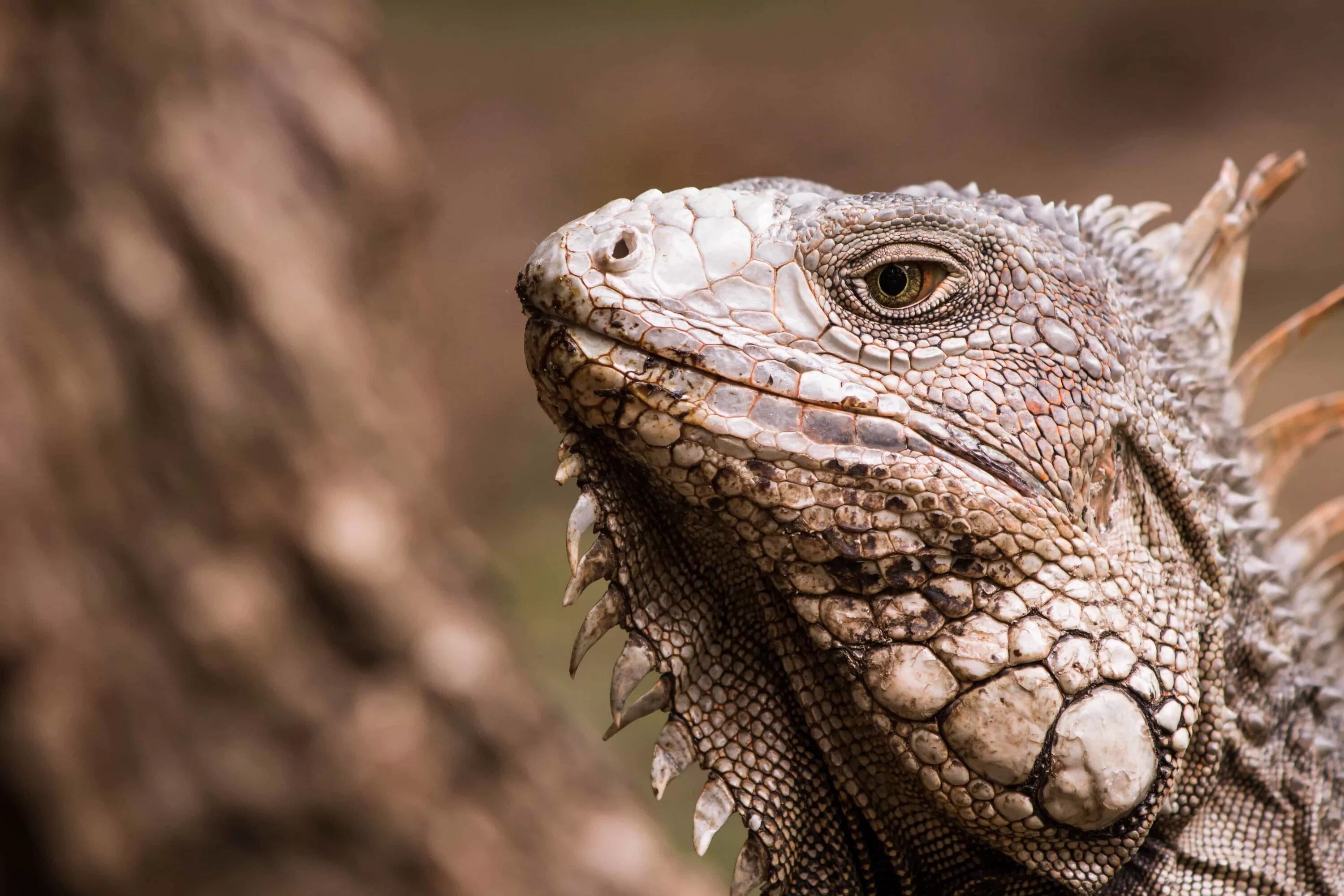 Лев ящерица. Рептилии ящерицы игуаны. Iguana Iguana. Игуана коричневая. Необычные ящерицы.