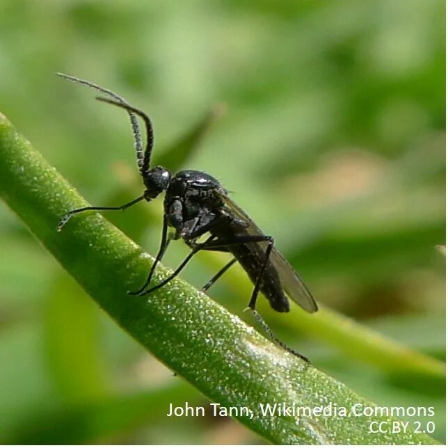 мушки сциариды грибной комарик. грибной комарик на комнатных растениях как бороться. грибной комарик на комнатных растениях как бороться. мушки сциариды. сциариды мошки.