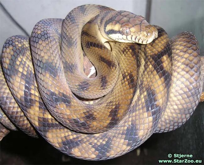 Аметистовый питон. Новогвинейский аметистовый питон. Morelia amethistina. Morelia amethistina. Аметистовый питон.