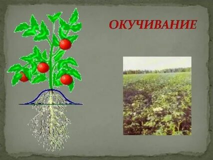 Выросли объяснение