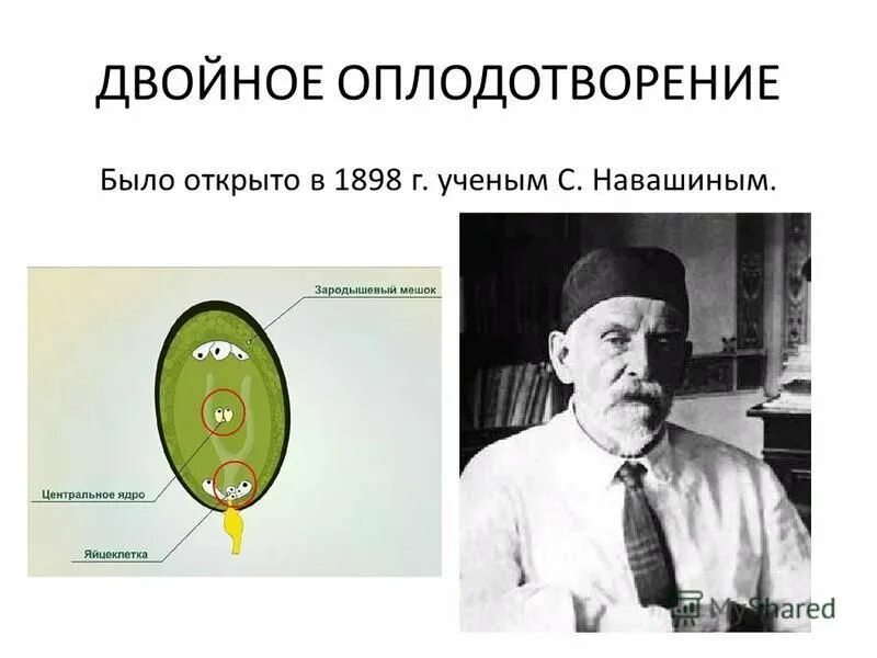навашин 1898. ученый открывший двойное оплодотворение у цветковых. процесс оплодотворения у цветковых растений. ученый открывший двойное оплодотворение у цветковых. навашин открыл двойное оплодотворение.