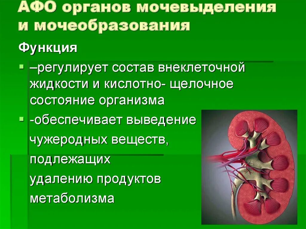 Возрастные изменения мочевыделительной системы у пожилых людей. Афо органов мочевыделения. Мочевая система человека строение и функции кратко. Симптомы нарушения мочевыделительной системы. Каковы последствия нарушения работы органов мочевыделения.