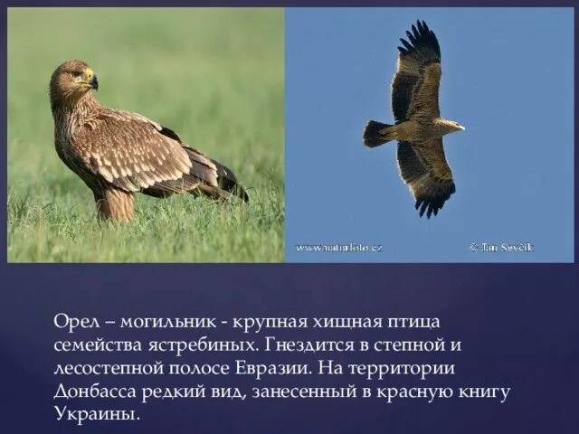 Презентация к уроку Гражданственности Донбасса "Путешествие по Красной книге Дон