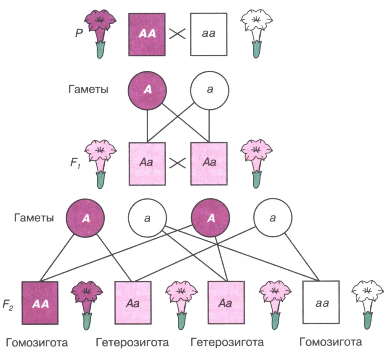 Генетика промежуточное наследование. Неполное доминирование схема скрещивания. Скрещивание растений схема. Генетика пола схема скрещивания. Принцип неполного доминирования