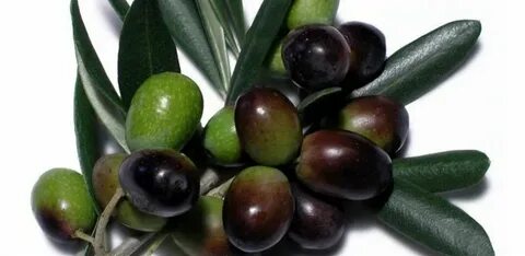 Olea europaea fruit extract