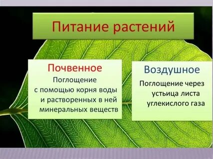 Растения поглощают