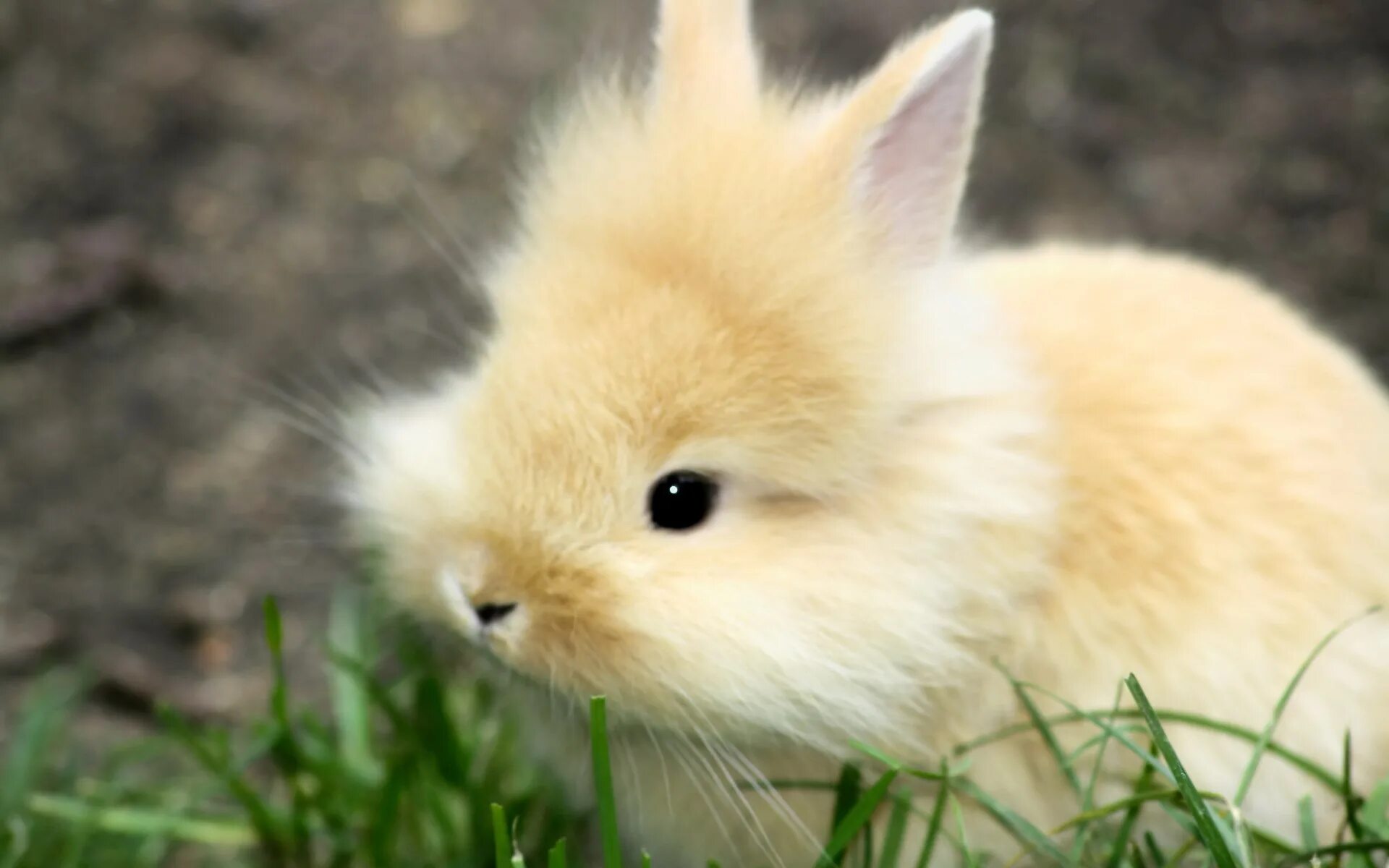 Маленькие картинки. Пушистый зайчик. Милые зайчики. Милый кролик. Очень красивые кролики.