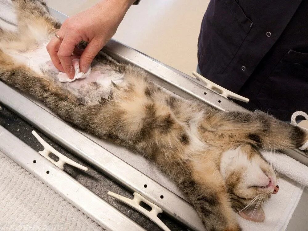 Коту делали операцию