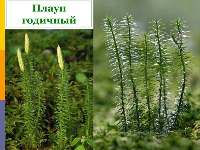 Плауны огэ. Плаун колючий. папоротникообразные хвощи. хвощи и плауны. плауновидные папоротники.