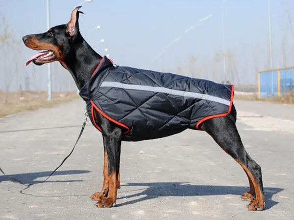 Французский бульдог в костюме. Комбинезон зимний "джек рассел терьер", 30см. Амуниция для добермана. Футболка с питбулем. Костюмы на собаку французский бульдог.