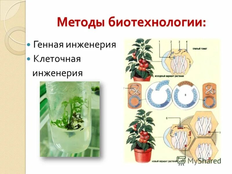 методы биотехнологии клеточная инженерия. клеточная инженерия биология 11 класс. методы селекции клеточная инженерия. клеточная инженерия в селекции растений. методы клеточной инженерии растений.