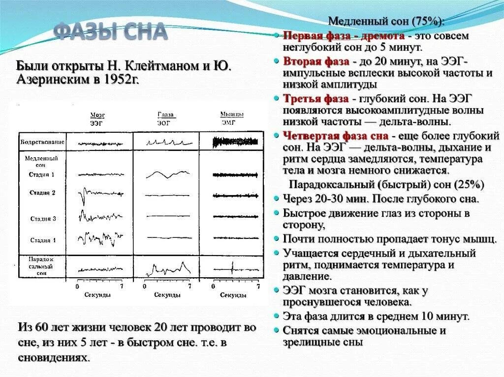 Фазы сна время таблица. Фазы сна Продолжительность характеристики таблица. Таблица стадии сна параметры ЭЭГ. Фазы и стадии сна физиология. Фазы быстрого и медленного сна таблица.