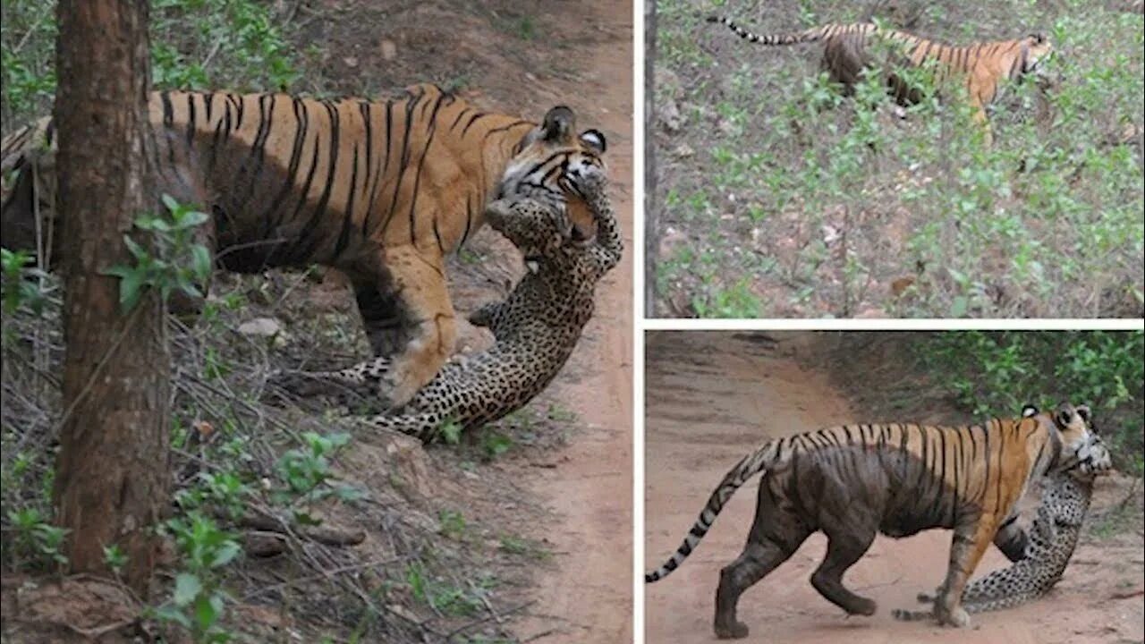 Амурский тигр против. Ягуар против тигра. Суматранский тигр против леопарда. Размер тигра и леопарда. Амурский тигр против Льва.