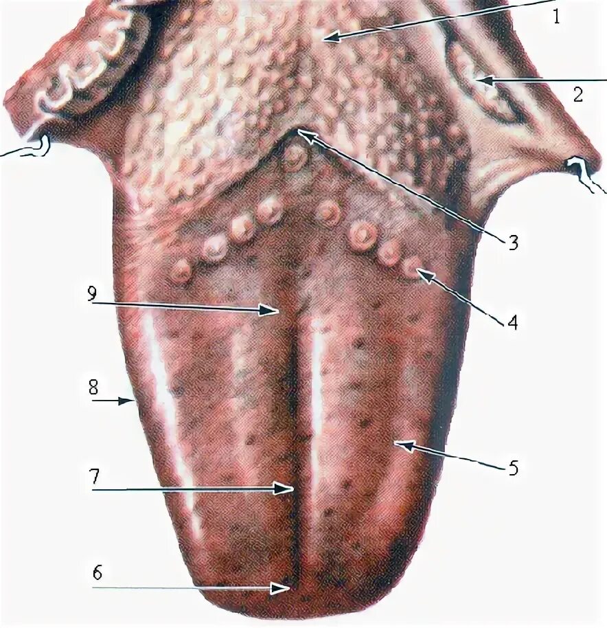 Конические сосочки языка.