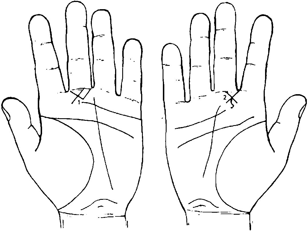 Проксимальная поперечная складка ладони. Рисунок правой и левой ладони. Ладошка схема. Схема ладони человека.